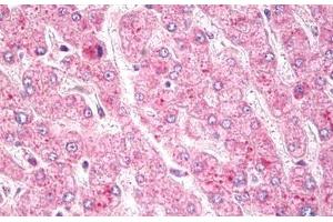 Anti-c-Met antibody IHC staining of human liver. (c-MET anticorps  (AA 1316-1365))