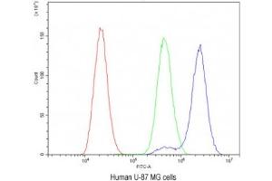 Flow cytometry testing of human U-87 MG cells with BDNF antibody at 1ug/10^6 cells (blocked with goat sera) (BDNF anticorps  (AA 129-247))
