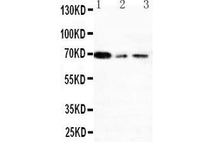Anti-XRCC1 antibody, Western blotting Lane 1: 293T Cell Lysate Lane 2: A431 Cell Lysate Lane 3: HELA Cell Lysate (XRCC1 anticorps  (N-Term))
