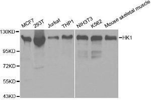 Western blot analysis of extracts of various cell lines, using HK1 antibody. (Hexokinase 1 anticorps)