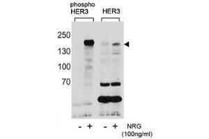 Western blot analysis of extracts from T47D cells, untreated or treated with NRG, using phospho-HER3 antibody (left) or nonphos Ab (right). (ERBB3 anticorps  (pTyr1289))