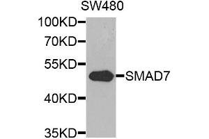 Western blot analysis of extracts of SW480 cells, using SMAD7 antibody. (SMAD7 anticorps)