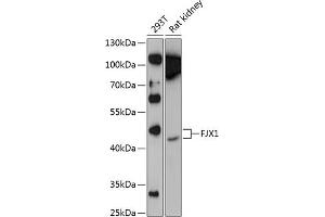 Western blot analysis of extracts of various cell lines, using FJX1 Antibody (ABIN6132035, ABIN6140644, ABIN6140645 and ABIN6224952) at 1:1000 dilution. (FJX1 anticorps  (AA 138-437))