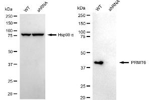 Western blotting analysis using PRMT6 antibody (ABIN7799972).