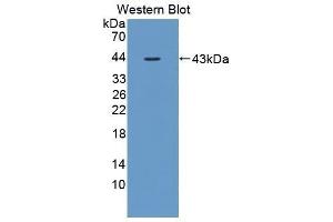 Western Blotting (WB) image for anti-Interleukin 12 beta (IL12B) (AA 30-311) antibody (ABIN1868574) (IL12B anticorps  (AA 30-311))