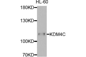 Western blot analysis of extracts of HL-60 cells, using KDM4C antibody.
