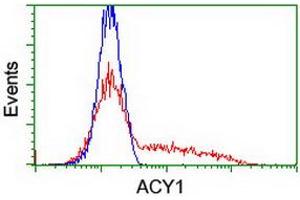 HEK293T cells transfected with either RC201284 overexpress plasmid (Red) or empty vector control plasmid (Blue) were immunostained by anti-ACY1 antibody (ABIN2454819), and then analyzed by flow cytometry. (Aminoacylase 1 anticorps)