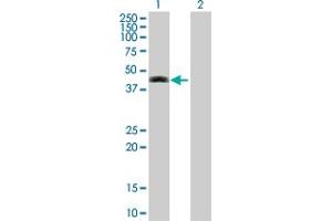 Western Blot analysis of SEPT12 expression in transfected 293T cell line by SEPT12 MaxPab polyclonal antibody.