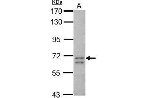 CCDC37 anticorps  (N-Term)
