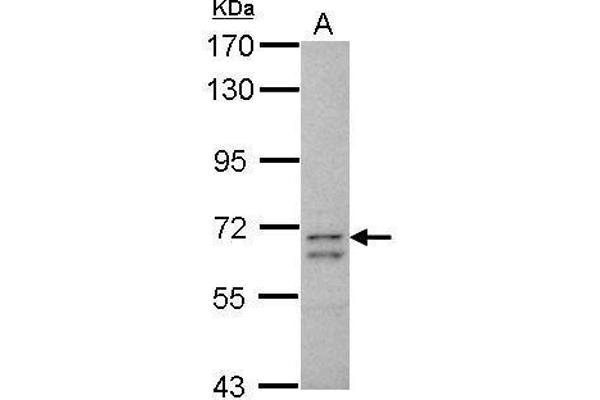 CCDC37 anticorps  (N-Term)