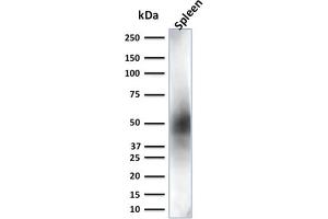 Western Blot Analysis of Spleen tissue lysate using CD63 Mouse Monoclonal Antibody (LAMP3/2881) (CD63 anticorps  (AA 100-197))