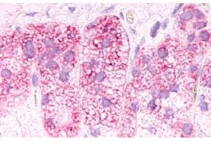 anti-G Protein-Coupled Receptor 182 (GPR182) (Cytoplasmic Domain) antibody
