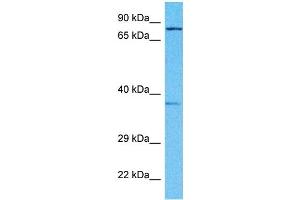 Host:  Rabbit  Target Name:  SC6A9  Sample Type:  Fetal Lung lysates  Antibody Dilution:  1. (GLYT1 anticorps  (Middle Region))