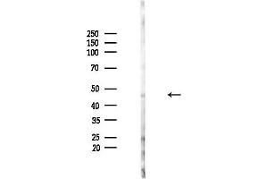 anti-Serine/threonine-Protein Kinase MST4 (MST4) (Internal Region) antibody