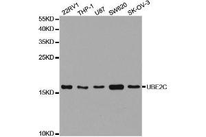 Western blot analysis of extracts of various cell lines, using UBE2C antibody. (UBE2C anticorps  (AA 1-179))
