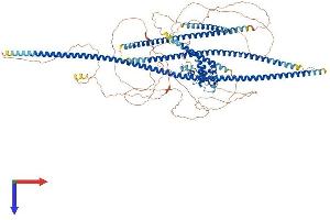 AlphaFold protein structure predicition of Mouse Recombinant Specc1 Protein, UniprotID Q5SXY1