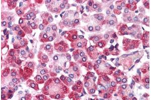 Anti-EMB antibody  ABIN1048542 IHC staining of human pancreas. (Embigin anticorps  (Internal Region))