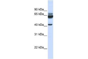 PARD6B antibody used at 1 ug/ml to detect target protein. (PARD6B anticorps)