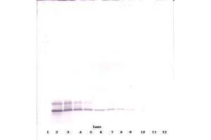 Image no. 1 for anti-Defensin, beta 104A (DEFB104A) antibody (ABIN465325) (DEFB104A anticorps)