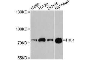 Western blot analysis of extracts of various cell lines, using HIC1 antibody. (HIC1 anticorps)