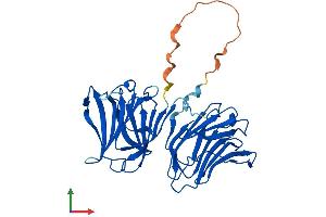 AlphaFold protein structure predicition of Mouse Recombinant Lgals4 Protein, UniprotID Q8K419