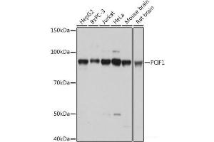 Western blot analysis of extracts of various cell lines using PCIF1 Polyclonal Antibody at dilution of 1:1000. (PCIF1 anticorps)