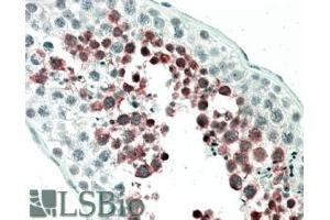 ABIN238571 (5µg/ml) staining of paraffin embedded Human Testis. (MEPCE anticorps  (Internal Region))
