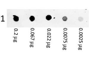 Dot Blot showing the detection of Mouse IgG. (Chèvre anti-Souris IgG (Heavy & Light Chain) Anticorps (PE) - Preadsorbed)