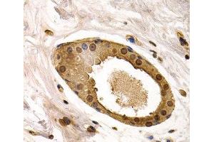 Immunohistochemistry of paraffin-embedded Human normal breast using TOR1A Polyclonal Antibody at dilution of 1:200 (40x lens).