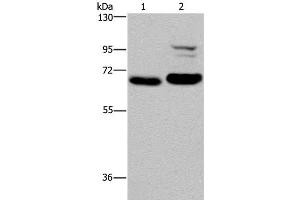 Western Blot analysis of K562 and NIH/3T3 cell using OS9 Polyclonal Antibody at dilution of 1:200 (OS9 anticorps)
