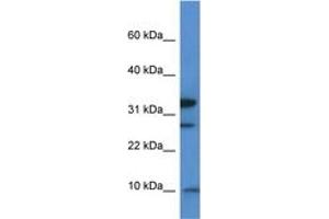 Image no. 1 for anti-Mitochondrial Ribosomal Protein S33 (MRPS33) (AA 50-99) antibody (ABIN6746526) (MRPS33 anticorps  (AA 50-99))
