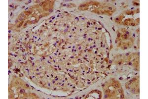 IHC image of ABIN7174627 diluted at 1:200 and staining in paraffin-embedded human kidney tissue performed on a Leica BondTM system.