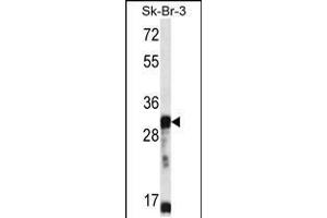 Western blot analysis in SK-BR-3 cell line lysates (35ug/lane). (OR5D13 anticorps  (AA 172-199))
