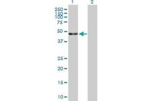 Western Blot analysis of KRR1 expression in transfected 293T cell line by KRR1 MaxPab polyclonal antibody. (KRR1 anticorps  (AA 1-381))