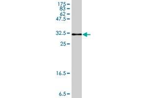 Western Blot detection against Immunogen (33.
