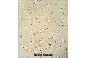 NGRN antibody (C-term) (ABIN654592 and ABIN2844291) immunohistochemistry analysis in formalin fixed and paraffin embedded human brain tissue followed by peroxidase conjugation of the secondary antibody and DAB staining.
