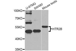 Western blot analysis of extracts of various cell lines, using HTR2B Antibody (ABIN1873110) at 1:1000 dilution. (Serotonin Receptor 2B anticorps)