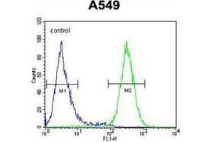 Flow cytometric analysis of A549 cells using GTPBP8 Antibody (Center) Cat. (GTPBP8 anticorps  (Middle Region))