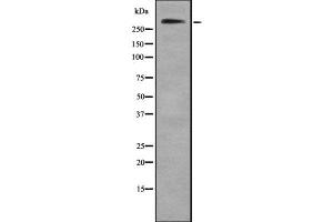 Western blot analysis of Collagen VII α1 using HeLa whole cell lysates (COL7A1 anticorps  (C-Term))