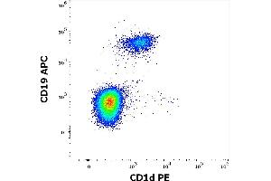 Flow cytometry multicolor surface staining of human gated lymphocytes stained using anti-human CD1d (51. (CD1d anticorps  (PE))