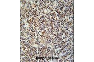 CLM1 Antibody (N-term) (ABIN653906 and ABIN2843144) immunohistochemistry analysis in formalin fixed and paraffin embedded human lymph tissue followed by peroxidase conjugation of the secondary antibody and DAB staining. (IREM1 anticorps  (N-Term))