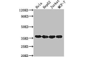 Western Blot Positive WB detected in: Hela whole cell lysate, HepG2 whole cell lysate, Jurkat whole cell lysate, MCF-7 whole cell lysate All lanes: GAPDH antibody at 1:2000 Secondary Goat polyclonal to mouse IgG at 1/50000 dilution Predicted band size: 36 KDa Observed band size: 36 KDa Exposure time: 30s