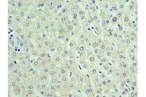 Immunohistochemistry of paraffin-embedded human liver tissue using ABIN7168307 at dilution of 1:100 (UPF0568 Protein C14orf166 (RTRAF) (AA 1-244) anticorps)