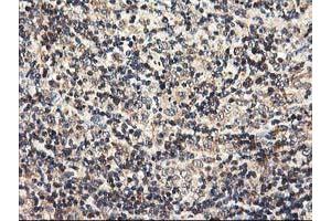 Image no. 5 for anti-Heme Oxygenase (Decycling) 2 (HMOX2) antibody (ABIN1498685)