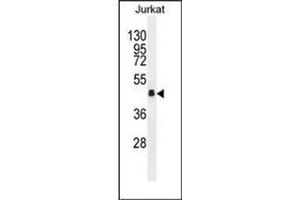 Western blot analysis of OR4N4 Antibody (N-term) in Jurkat cell line lysates (35ug/lane). (OR4N4 anticorps  (N-Term))