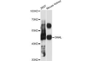Western blot analysis of extracts of various cell lines, using GNAL antibody (ABIN6293327) at 1:3000 dilution. (GNAL anticorps)