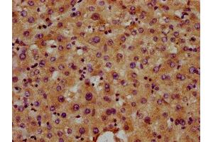 IHC image of ABIN7171048 diluted at 1:400 and staining in paraffin-embedded human liver tissue performed on a Leica BondTM system. (SNED1 anticorps  (AA 1200-1341))