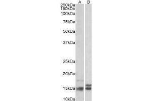 Antibody (2µg/ml) staining of Human Cerebellum (A) and Rat Brain (B) lysates (35µg protein in RIPA buffer). (Neurogranin anticorps  (Internal Region))