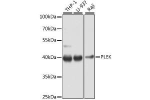Western blot analysis of extracts of various cell lines, using PLEK antibody (ABIN6290796) at 1:1000 dilution. (Pleckstrin anticorps)