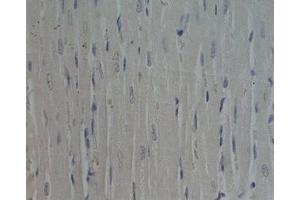 Rat heart tissue was stained by Preimmunoserum